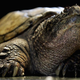 A puny, regular-style snapping turtle that couldn’t sell a lake if its life depended on it.